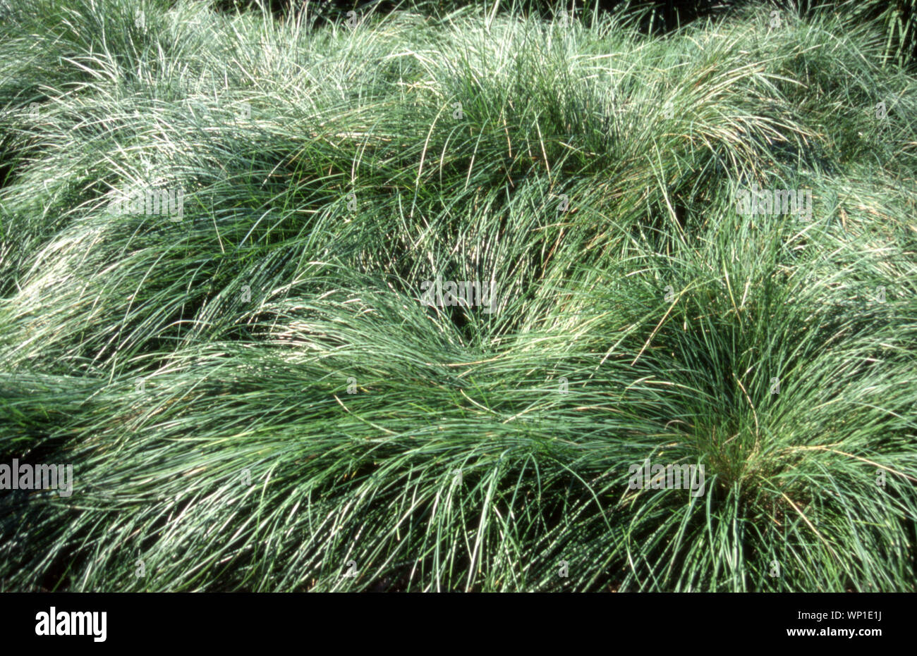 KLÜMPCHEN VON GEWÖHNLICHEM LAUBGRAS (POA LABILLARDIERI), DIE IN PARKLANDGEBIETEN IN NEW SOUTH WALES, AUSTRALIEN, WACHSEN. Stockfoto