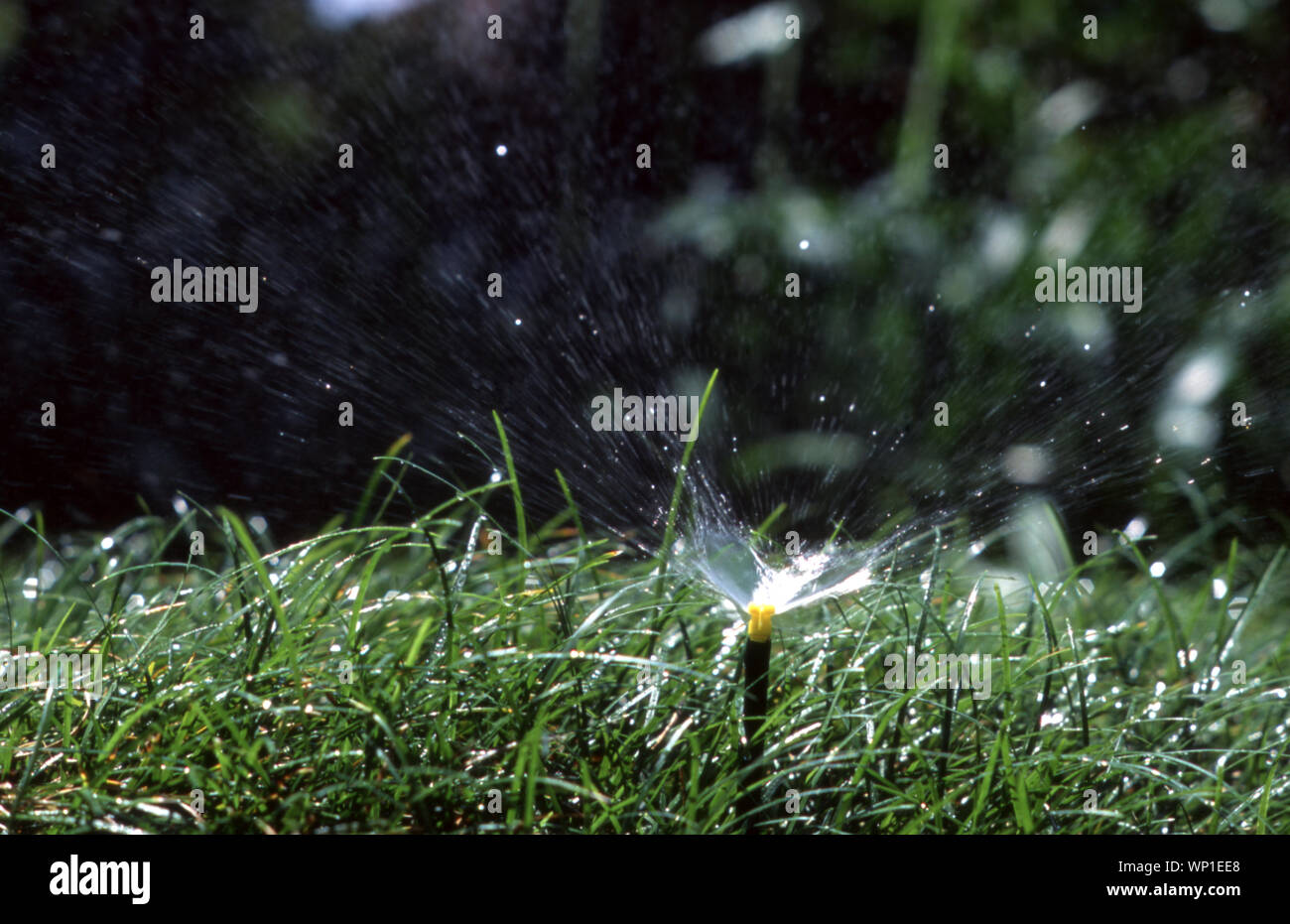 Nahaufnahme einer GARTENBEWÄSSERUNG SYSTEM (arbeitet auf TIMER). Stockfoto