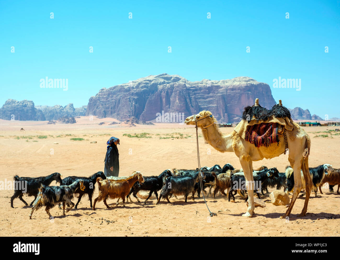 Jordanien, Aqaba Governorate, Wadi Rum. Wadi Rum geschützter Bereich, UNESCO-Weltkulturerbe. Beduinen Frau Pässe mit Herde Ziegen, die neben dem Kamel. Stockfoto