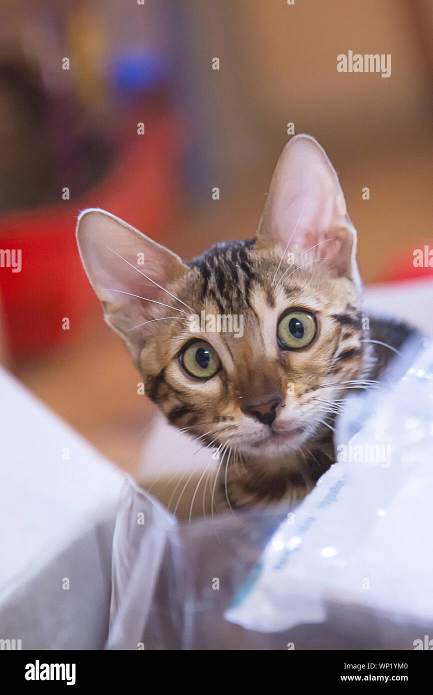 Foto Eines Reinrassigen Gestromt Und Getupft Bengal Katze