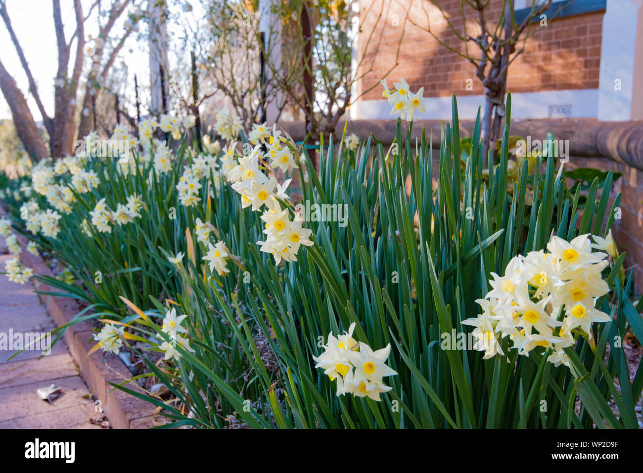 Ein Garten Bett von Jonquils (Narcissus tazetta papyraceous) am historischen Rowlee Weingut in Orange, NSW, Australien Stockfoto