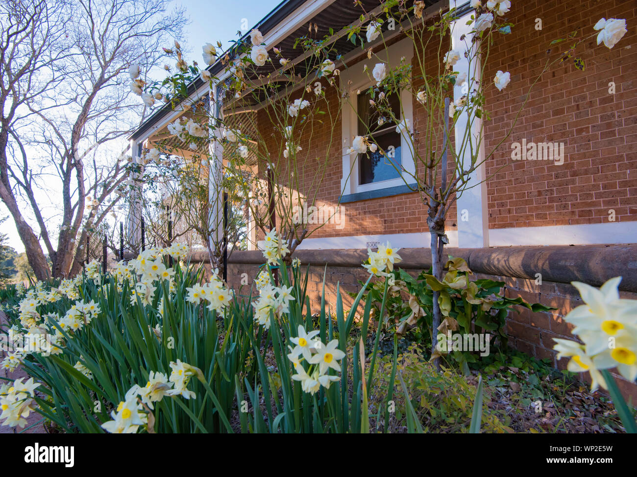 Ein Garten Bett von Jonquils (Narcissus tazetta papyraceous) am historischen Rowlee Weingut in Orange, NSW, Australien Stockfoto