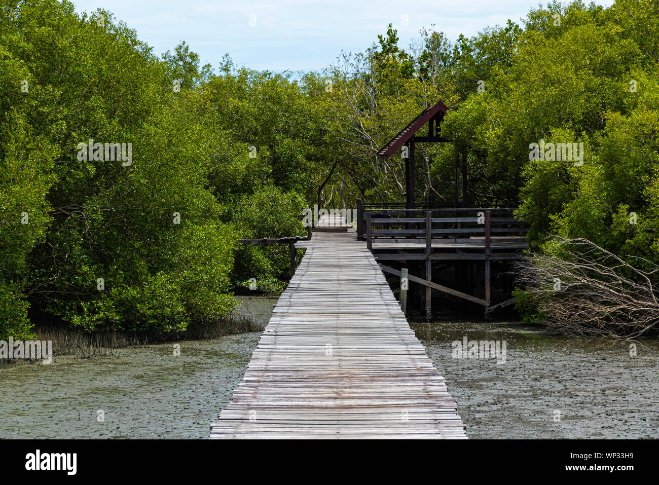 Einen langen Weg auf dem Meer Mangrovenwald Hintergrund. Stockfoto