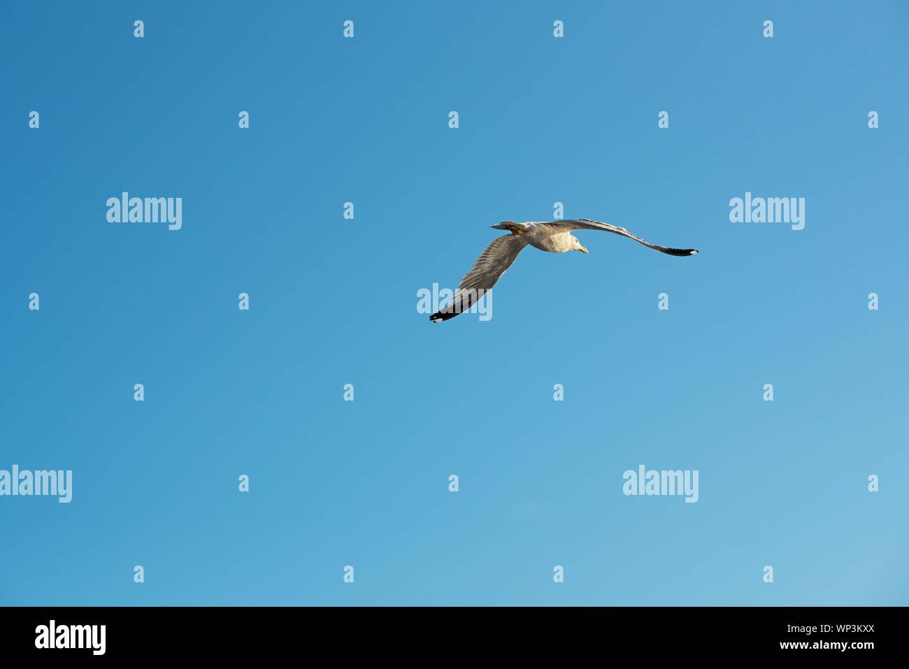 Single seagull flying Overhead mit ausgebreiteten Flügeln, die thermik vor der Küste an einem sonnigen blauen Himmel Stockfoto