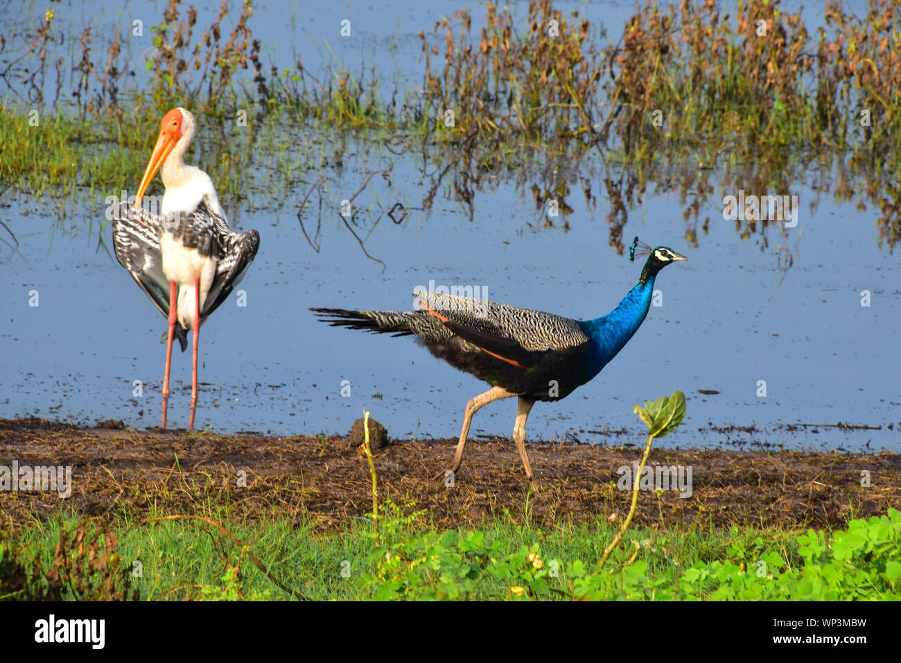 Indischen Pfauen, Peahen und Malte Storch, Kaudulla National Park, Sri Lanka Stockfoto