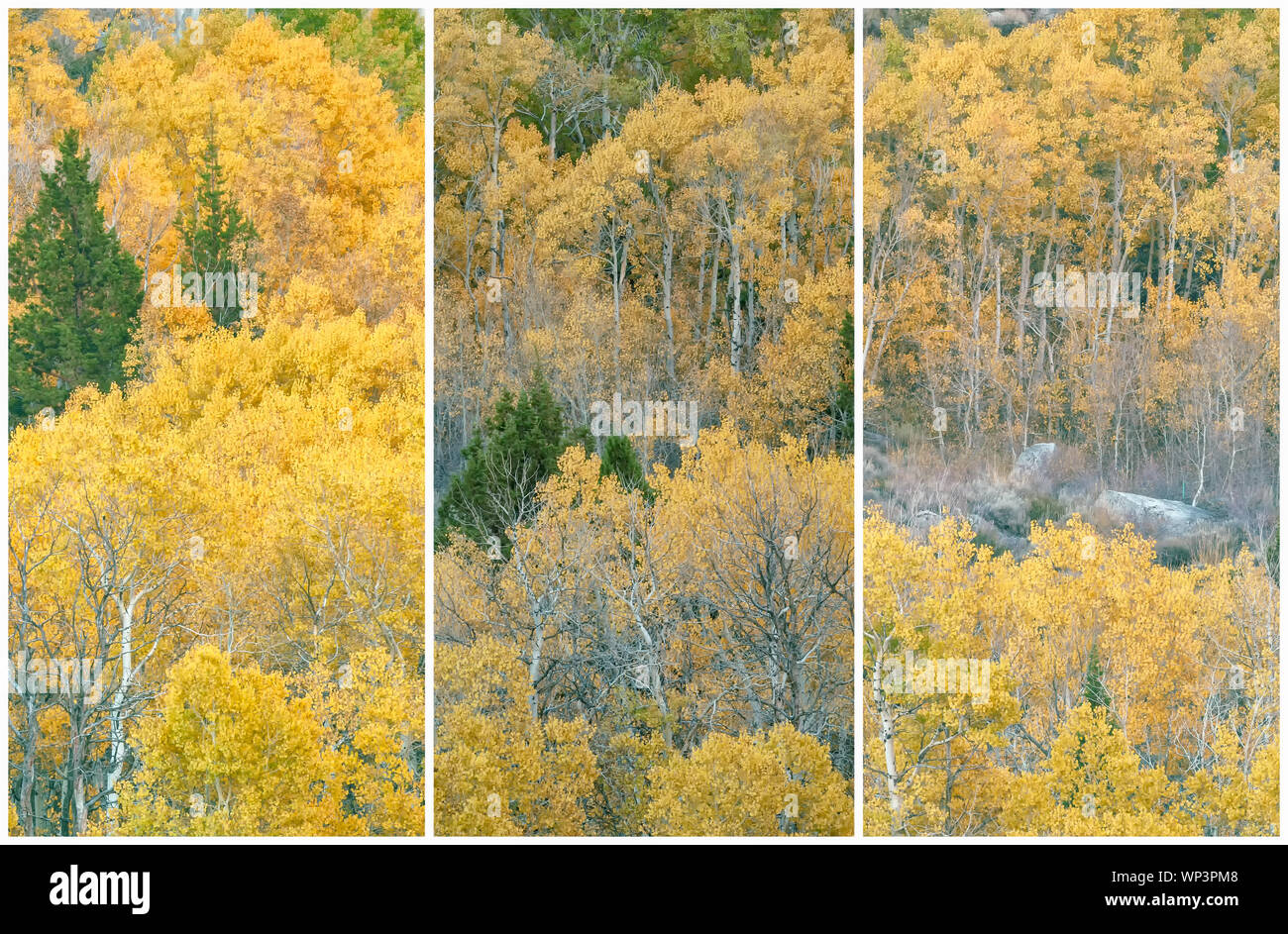 Triptychon Präsentation der Berg Espen (Populus tremuloides) an ihrer Spitze Falllaub, Inyo National Forest, California, United States. Stockfoto