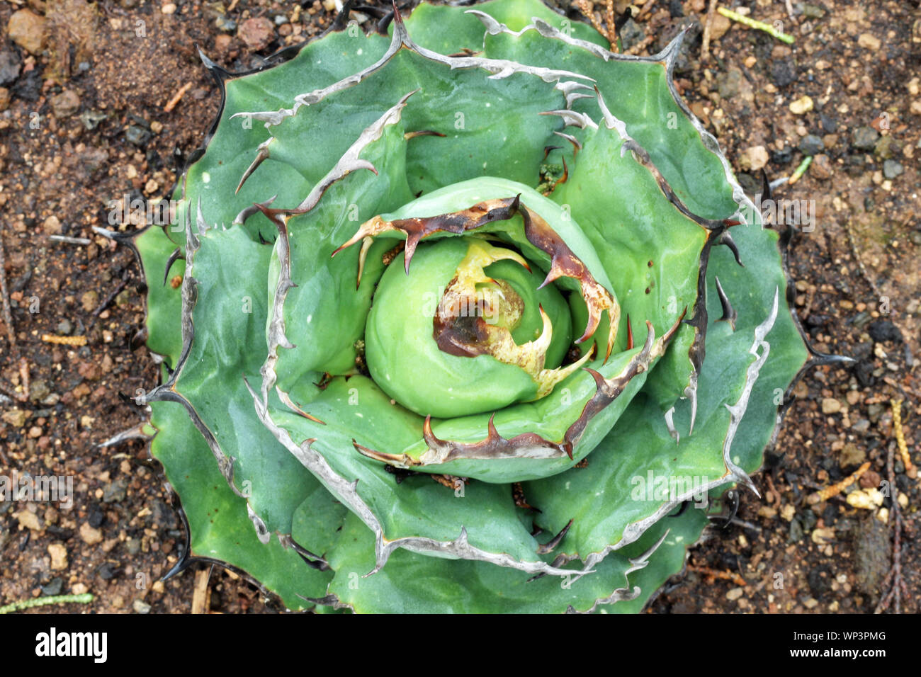 Agave titanota Stockfoto