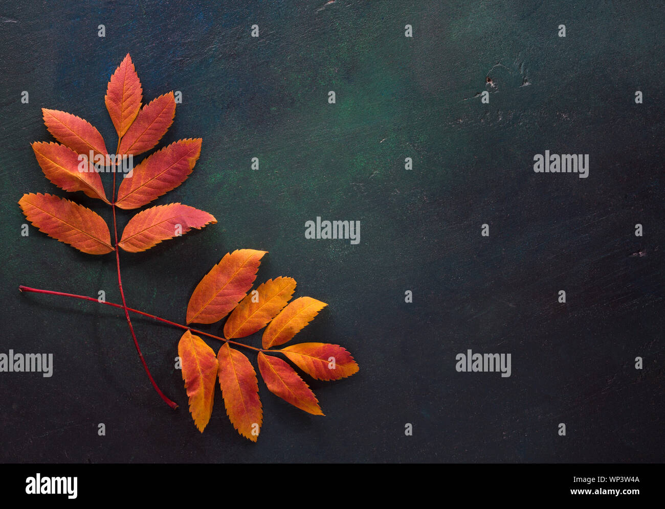 Zwei bunte Blätter im Herbst von Berg Asche auf einem dunklen grün lackierten Holz- Hintergrund. Stockfoto