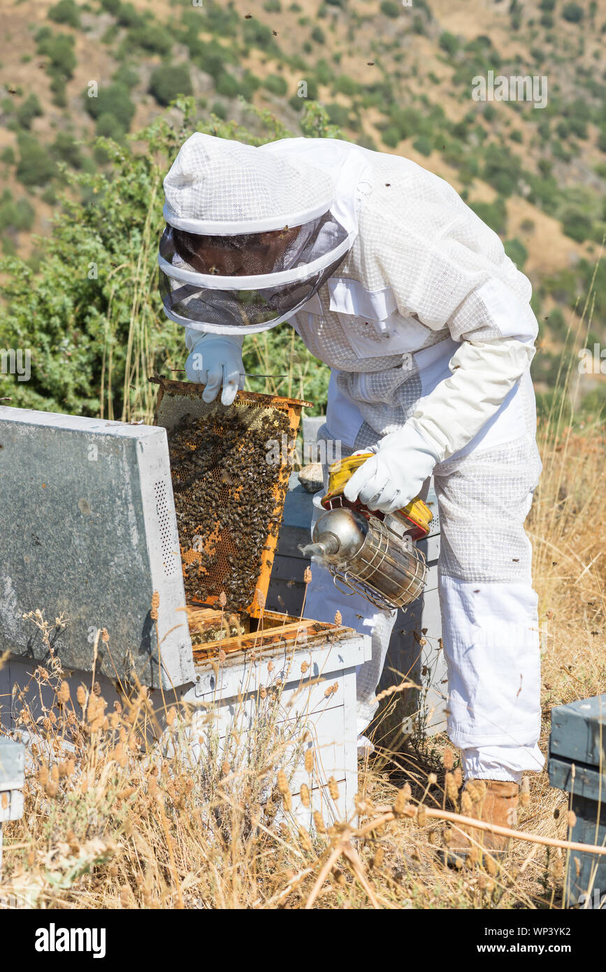 Imker Honig sammeln in einem Bienenstock. Stockfoto