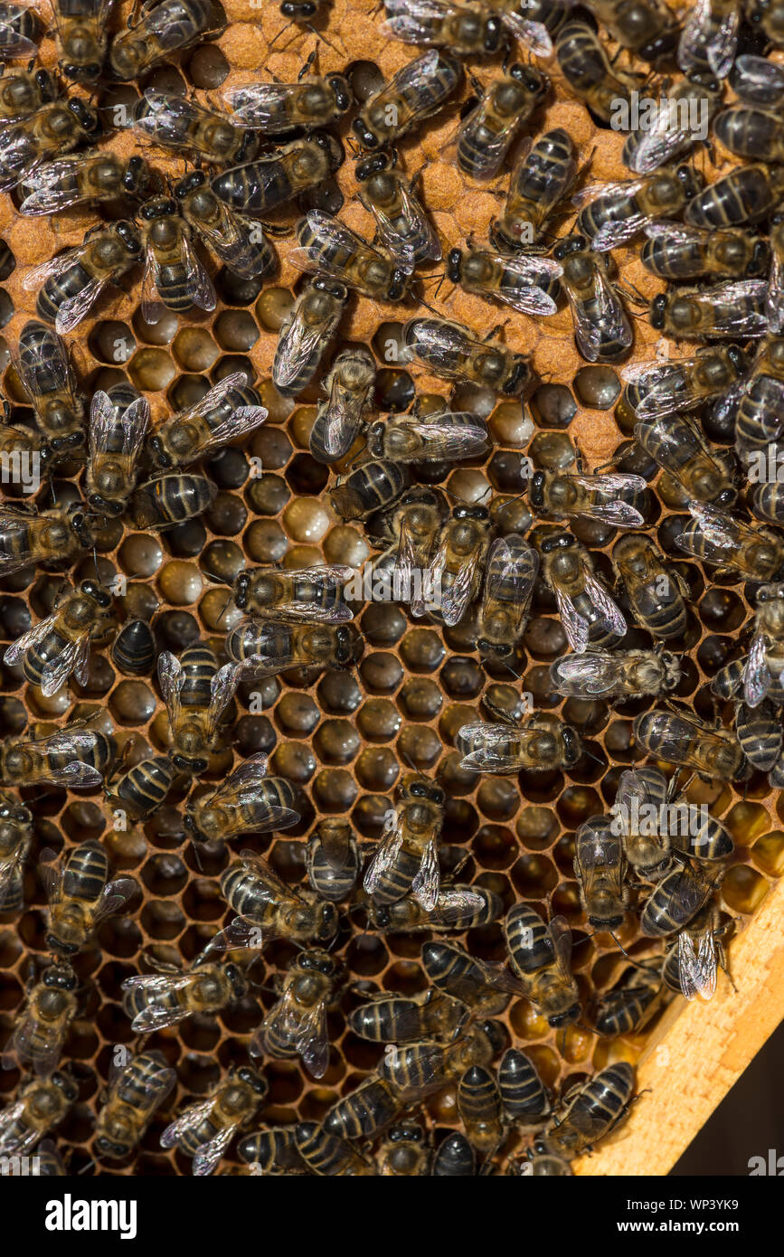 Bienen mit Larve nachkommen, warten auf Ihr Wachstum Stockfoto