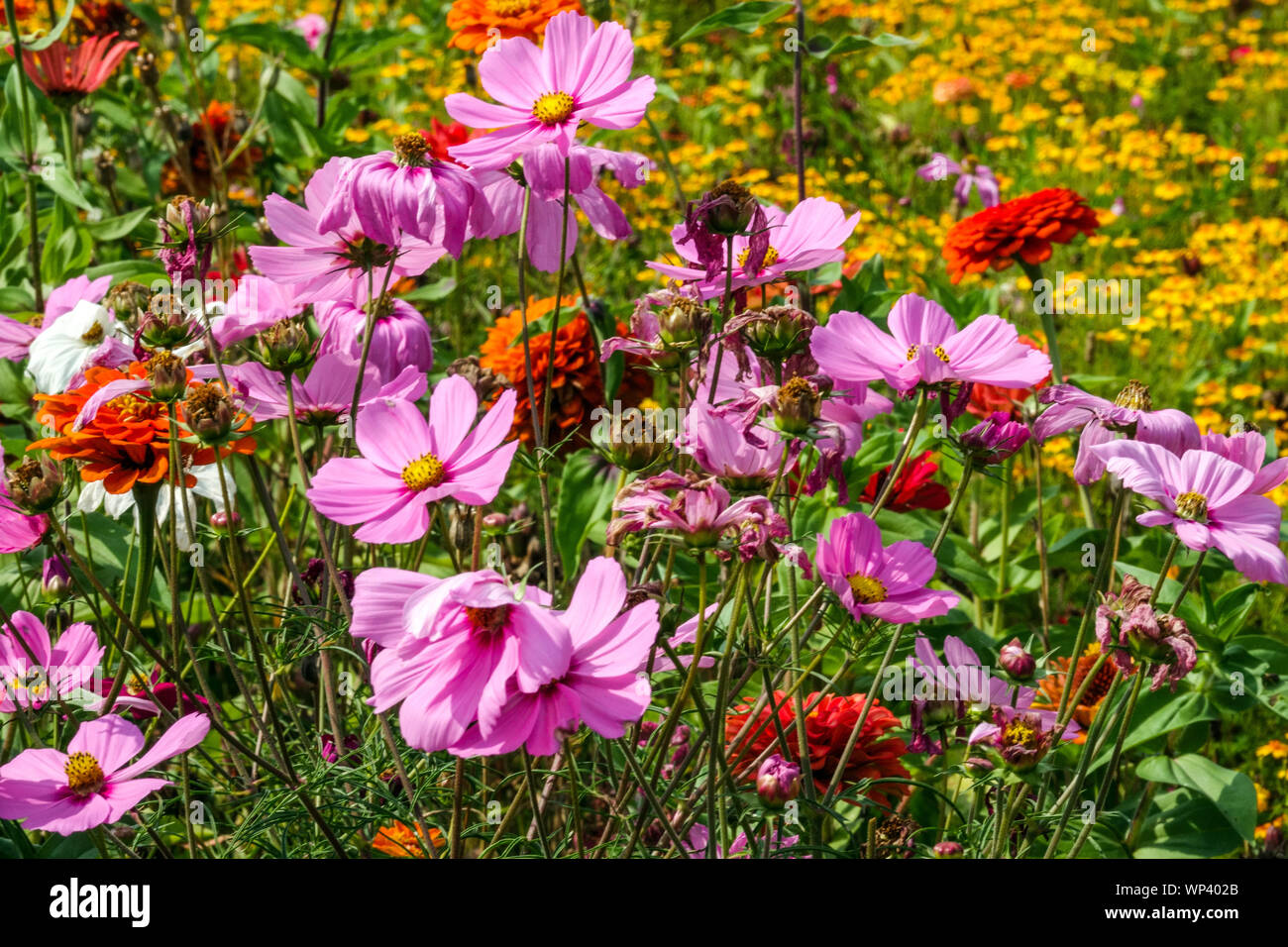 Farbenfrohes Blumenbeet, jährliche Pflanzen, Garten-Kosmos, Zinnien, Marigolds-Kosmos-Bettwäsche Stockfoto