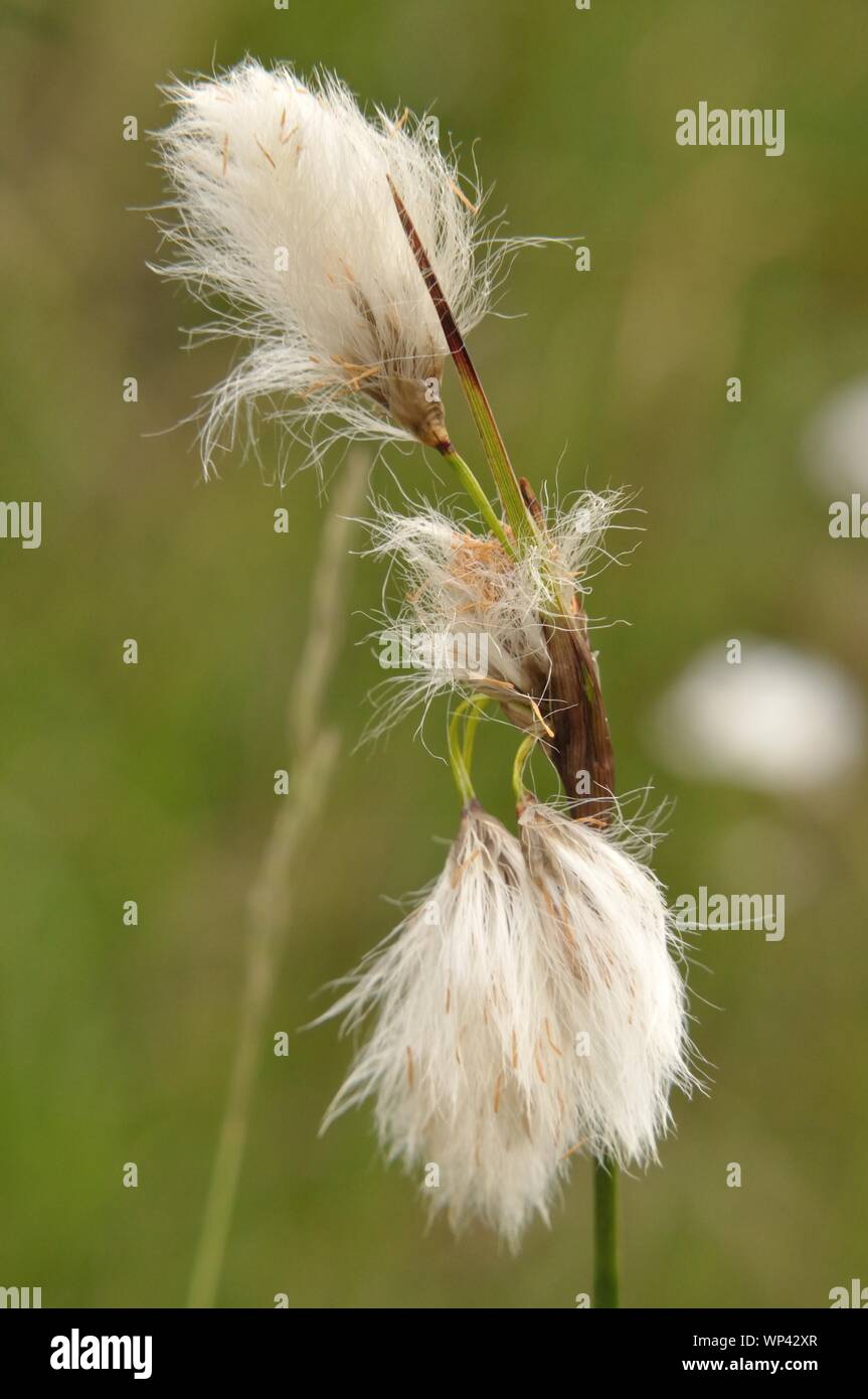 Eine Makroaufnahme Wollgras in einem Bachlauf. Stockfoto