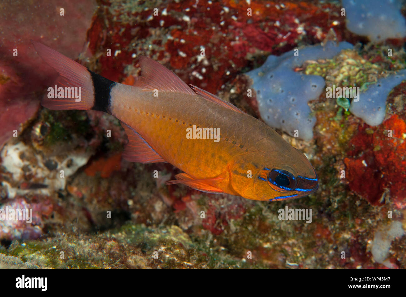 Ringtailed Kardinalfisch, Ostorhinchus aureus, Pyramiden Tauchplatz, Amed, Bali, Indonesien Stockfoto