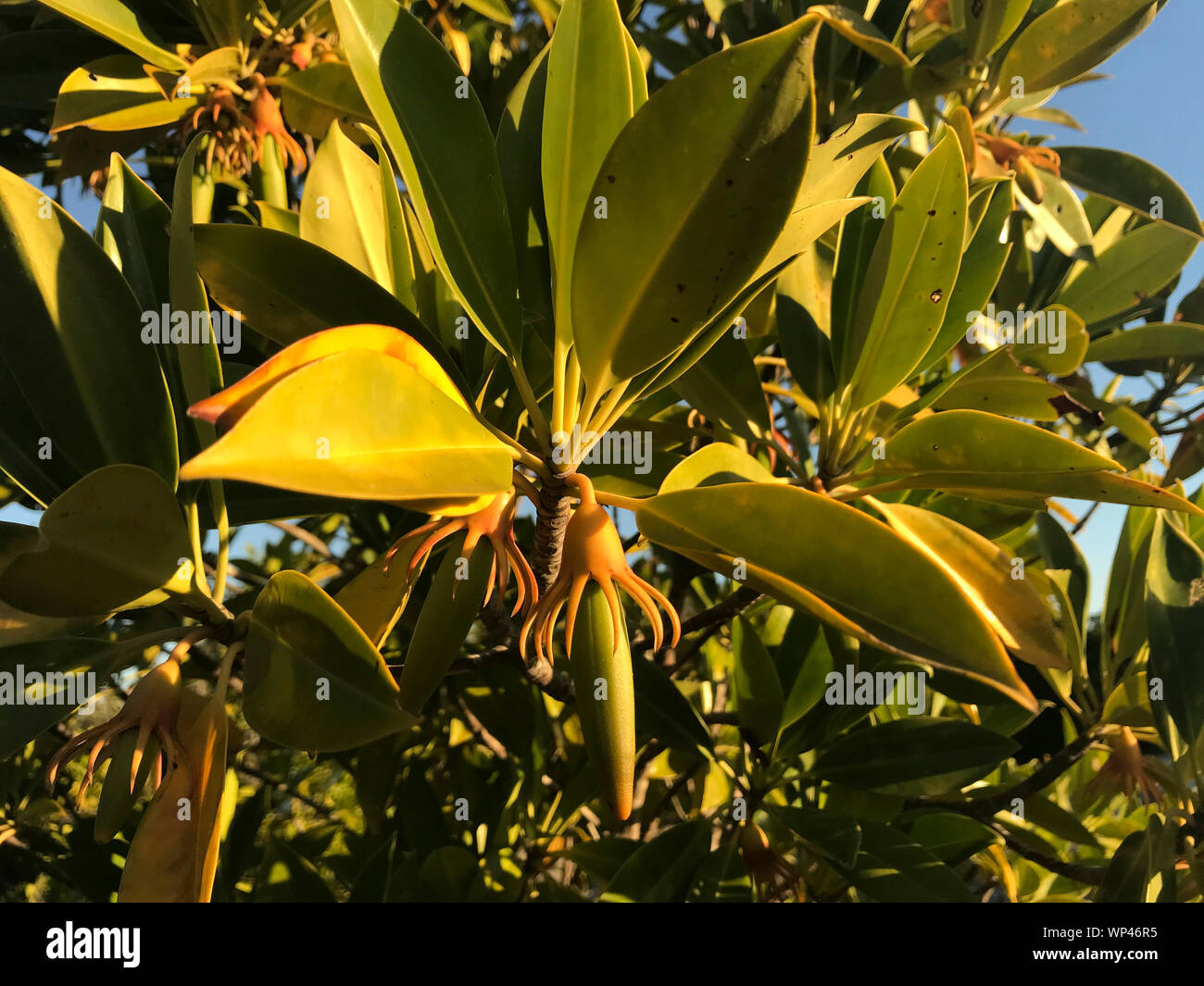 Blätter und Früchte, Propagules, der Mangrove Bruguiera gymnorhiza im Süden waest Küstenwald in Madagaskar Stockfoto