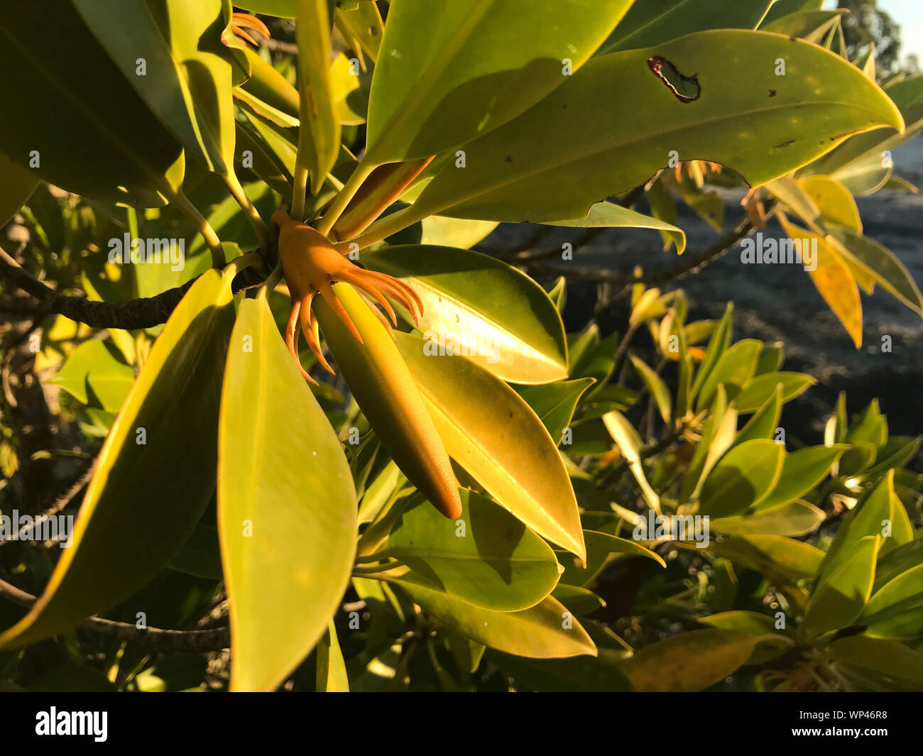 Blätter und Früchte, Propagules, der Mangrove Bruguiera gymnorhiza im Süden waest Küstenwald in Madagaskar Stockfoto