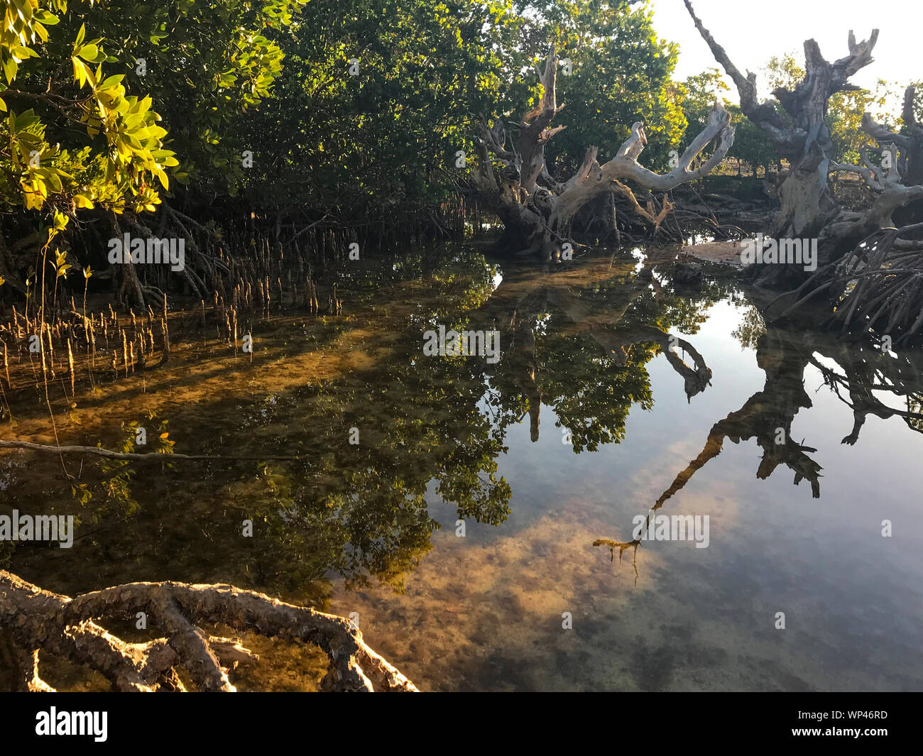 Gemischte Mangrovenwald mit Bäumen, Avicennia pneumatophores und Rhizophora prop Wurzeln in einer Salz Wasser Teich mit Reflexionen im Süden von Madagaskar im Juli Stockfoto