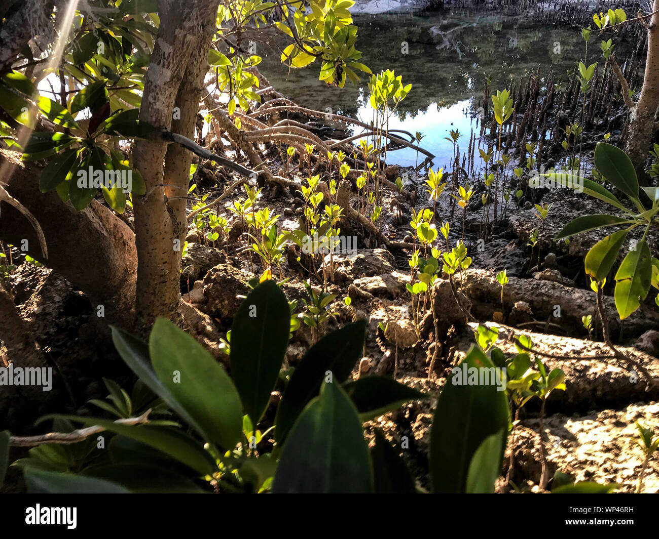 Das Keimen von Mangroven in einer florierenden Küstengebieten Mangrovenwälder im Süden von Madagaskar, wahrscheinlich Avicennia. Stockfoto