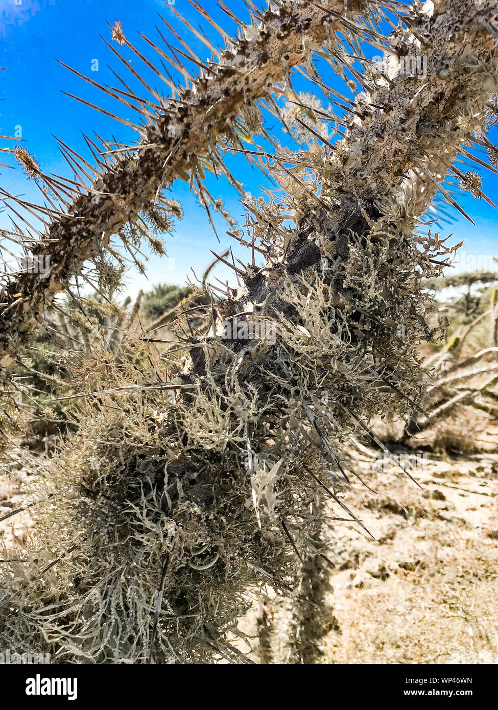 Flechten wachsen auf Toten dornigen Zweigen der Didierea madagascariensis, Tintenfisch, der Baum der westlichen Madagaskar, in einem typischen Teil der Stacheligen Wald Stockfoto