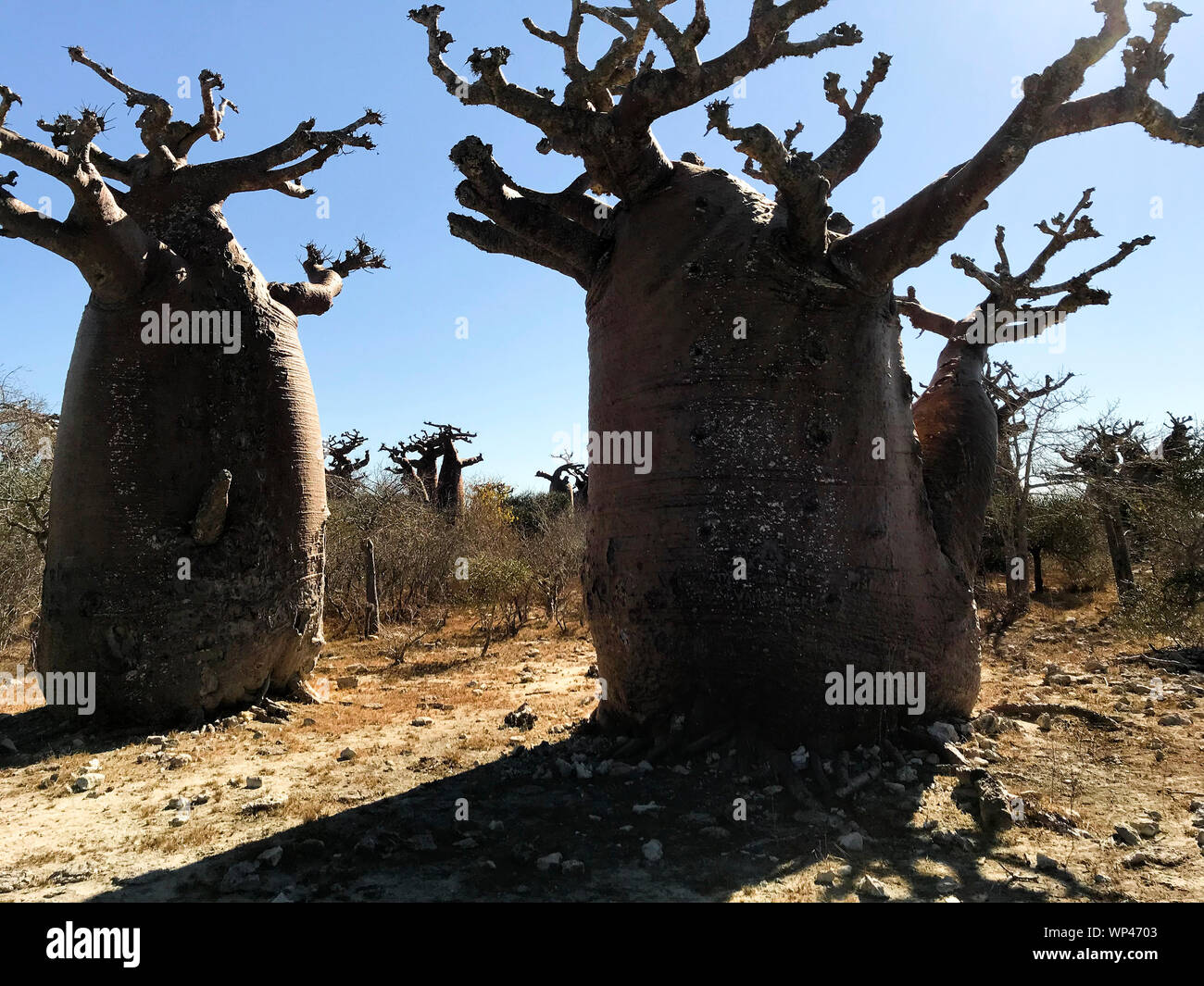 Baobab Bäume, Adansonia grandidieri, im Winter trockener Jahreszeit ohne Blätter, in der Nähe von Andavadoaka in die stacheligen Wald im Südwesten von Madagaskar nördlich von T Stockfoto