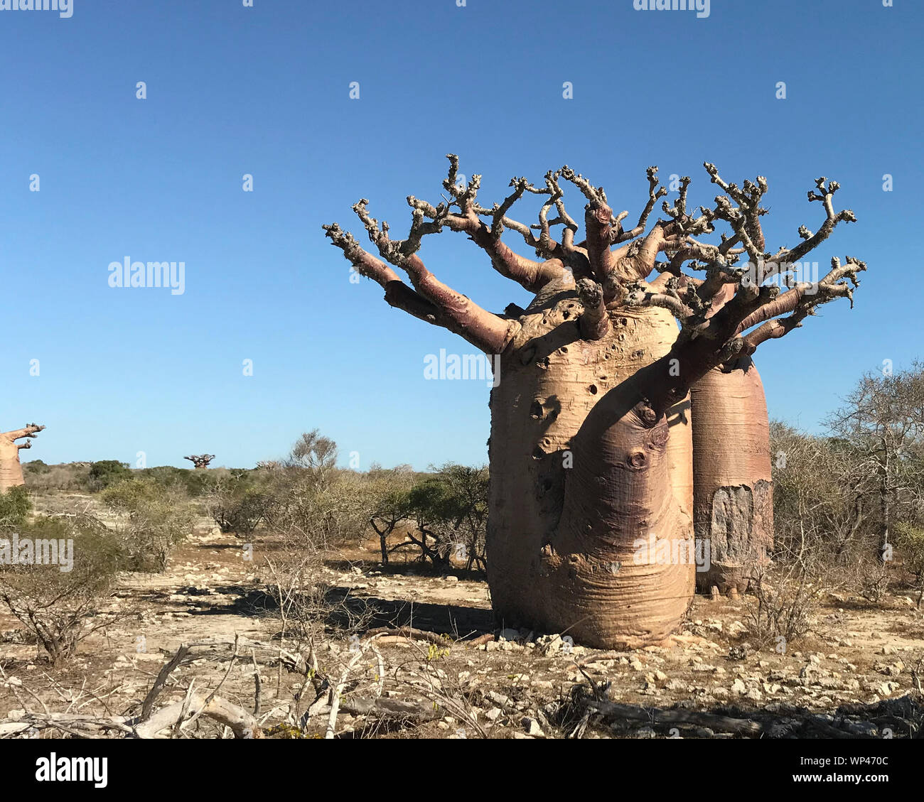Baobab Bäume, Adansonia grandidieri, im Winter trockener Jahreszeit ohne Blätter, in der Nähe von Andavadoaka in die stacheligen Wald im Südwesten von Madagaskar nördlich von T Stockfoto