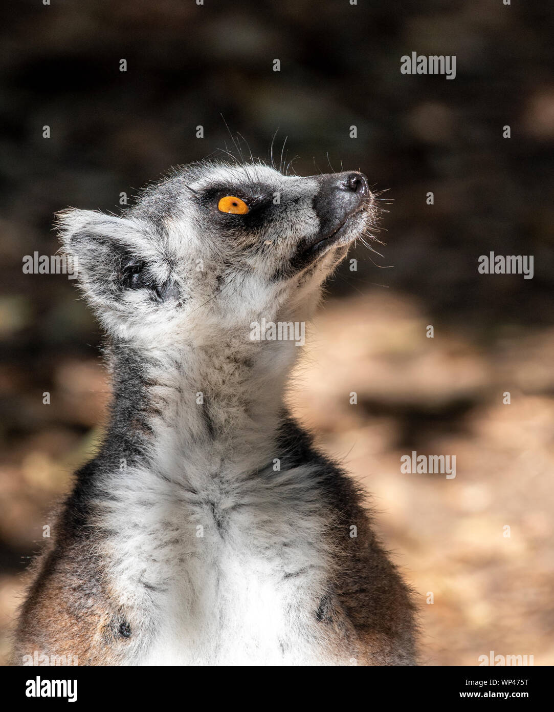 Sonnenbaden Ring-tailed Lemur, Lemur catta, Erwärmung bis in den Morgen im Isalo Nationalpark, im Hochland von Madagaskar im Juli. Markante golden Stockfoto