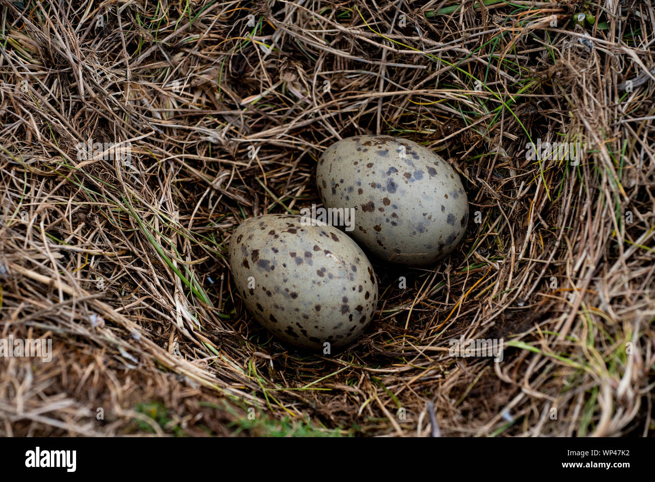 Zwei Heringsmöwen, Larus argentatus, Eier liegen in einem offenen Nest aus Gras auf den Farne Islands, Northumberland, Großbritannien. Olivgrün grau braune Flecken Stockfoto