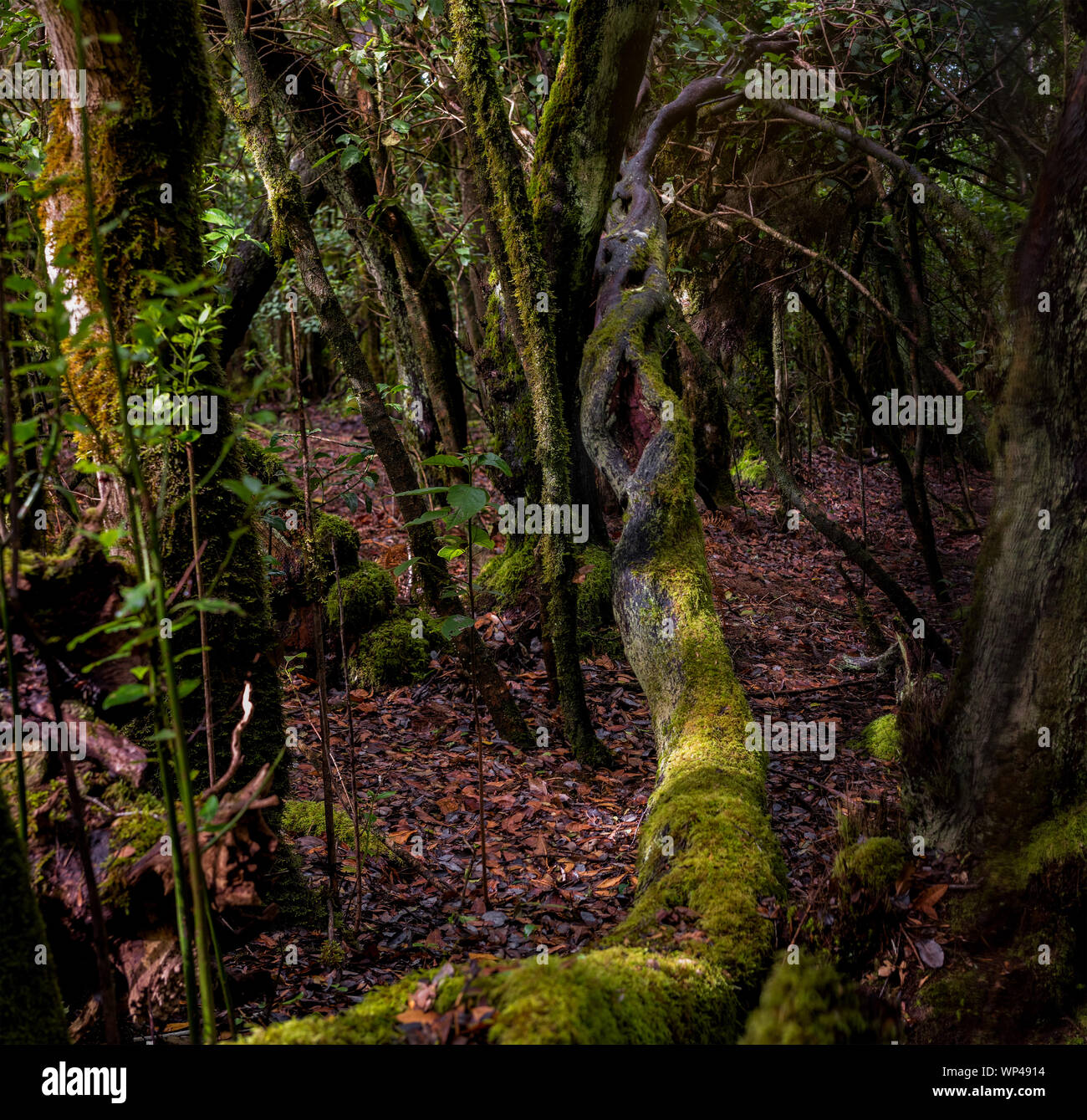 La Gomera, Kanarische Inseln, zentrale alte Laurisilva Wälder auf dem zentralen Berg mit vielen endemischen Arten. Bäume bedeckt von Moosen und Flechten Stockfoto