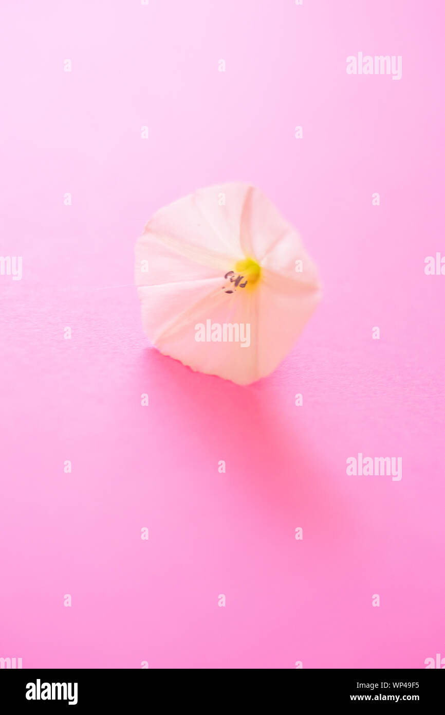 Eine kleine Knospe zarte Blume auf dem rosa Papier geöffnet Stockfoto
