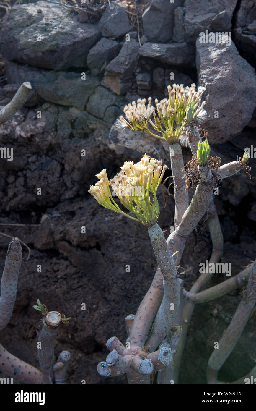 Weiße Blüten und saftiger Stamm von Kleinia oder Senecio neriifolia auf La Gomera, endemisch auf den Kanarischen Inseln Blätter sind in der Trockenzeit gefallen Stockfoto