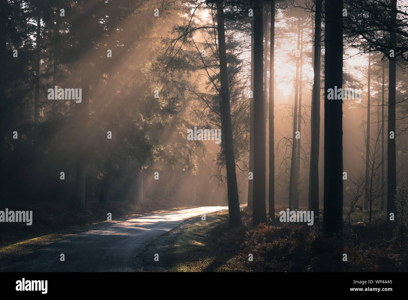 New Forest Hampshire Stockfoto