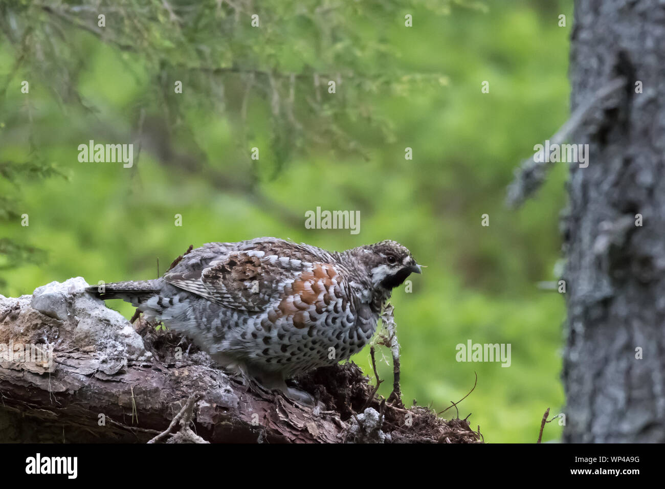 Haselhuhn (Tetrastes bonasia, Bonasa bonasia), männlich Sitzen auf einem gefallenen (tot) Baum in einem alten Fichtenwald. Finnland, Juni 2018. Stockfoto