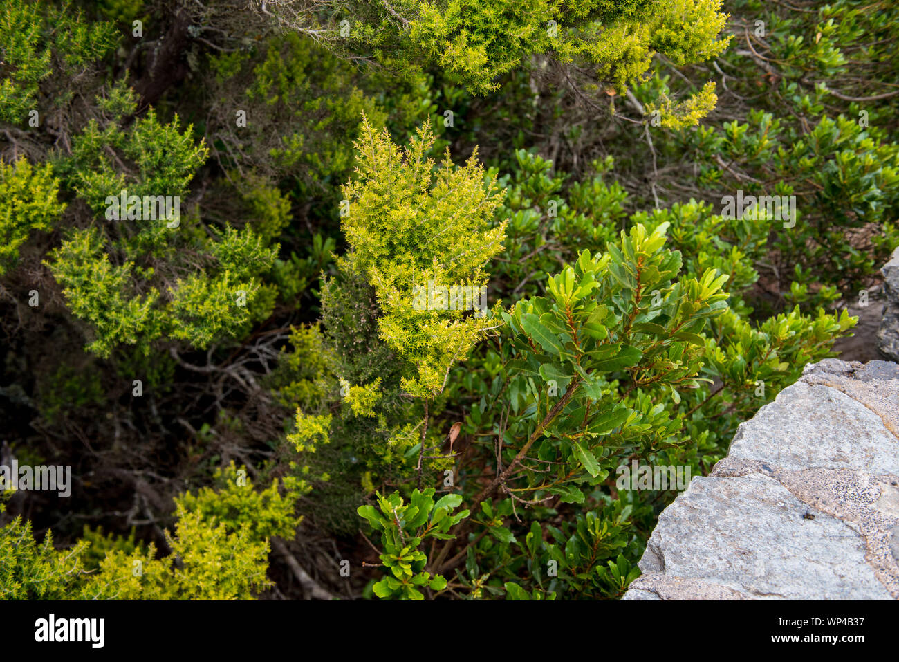 Die Pflanzen von Laurisilva auf La Gomera, Kanarische Inseln, Stockfoto