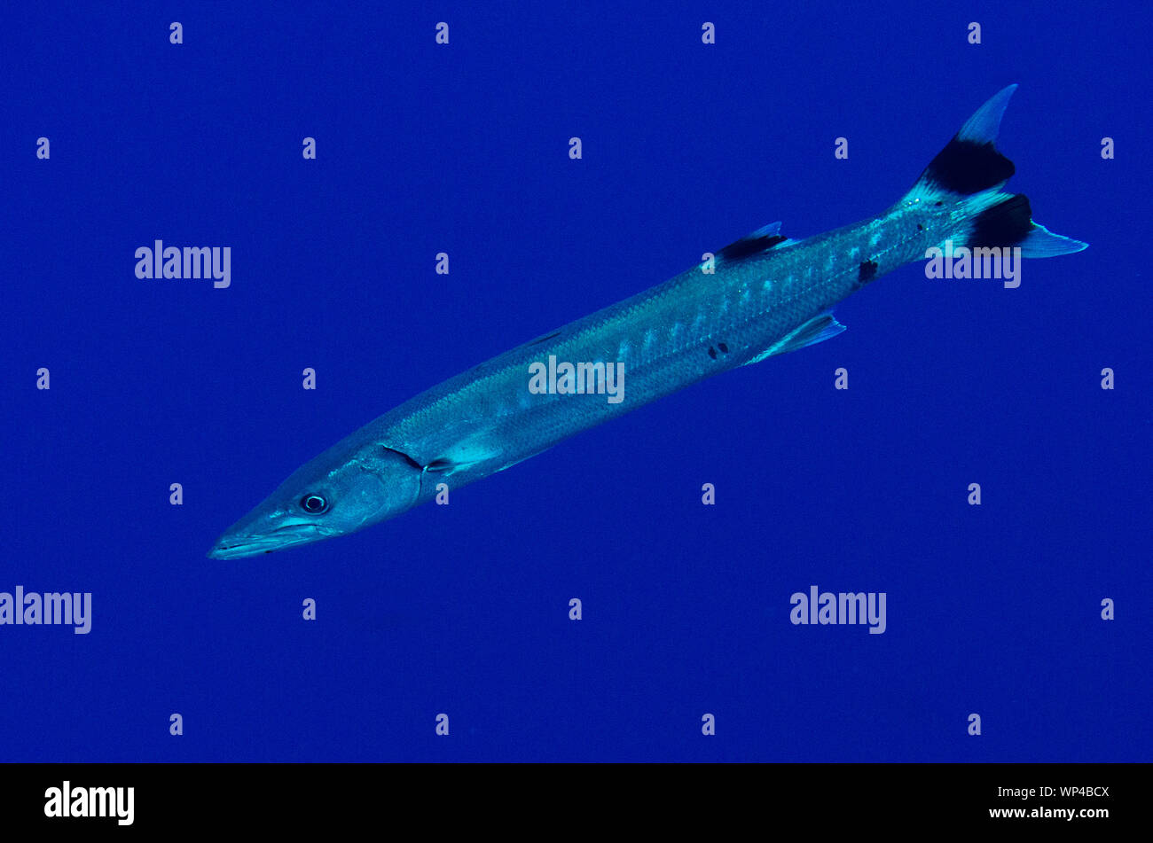 Great Barracuda, Sphyraena barracuda, Pulau Suanggi Tauchplatz, Banda Inseln, Maluku, Indonesien Stockfoto