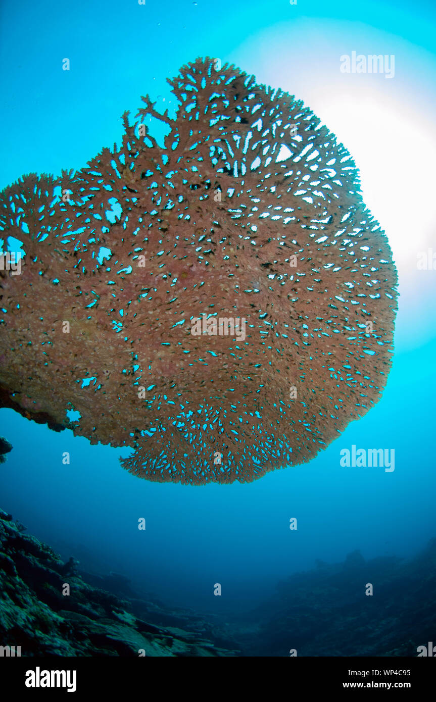 Large Table Coral, Acropora sp, mit Sonne im Hintergrund, Lava Flow Tauchplatz, Banda Islands, Maluku, Indonesien Stockfoto