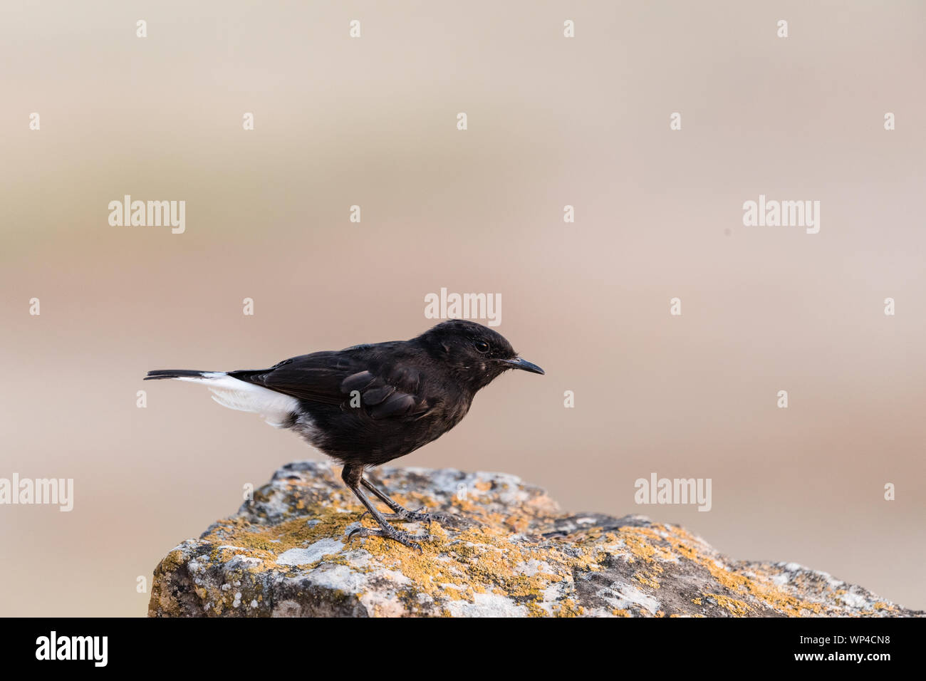 Schwarze Steinschmätzer (Oenanthe leucura) auf einem Stein sitzend, Lleida, Katalonien, Spanien Stockfoto