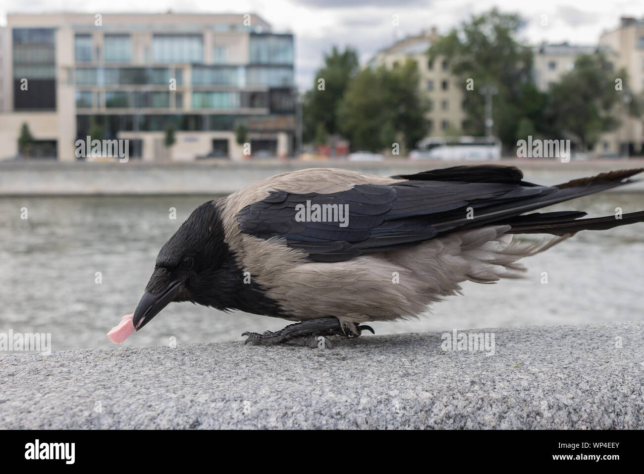 Krähe hält in seinem Schnabel ein Stück Fleisch auf dem Damm auf dem Hintergrund der Fluss Stockfoto