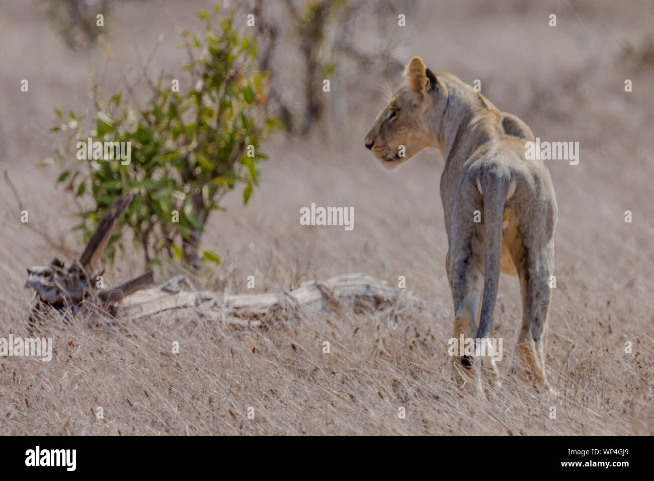 Ein junger männlicher Löwe im Tsavo National Park Stockfoto