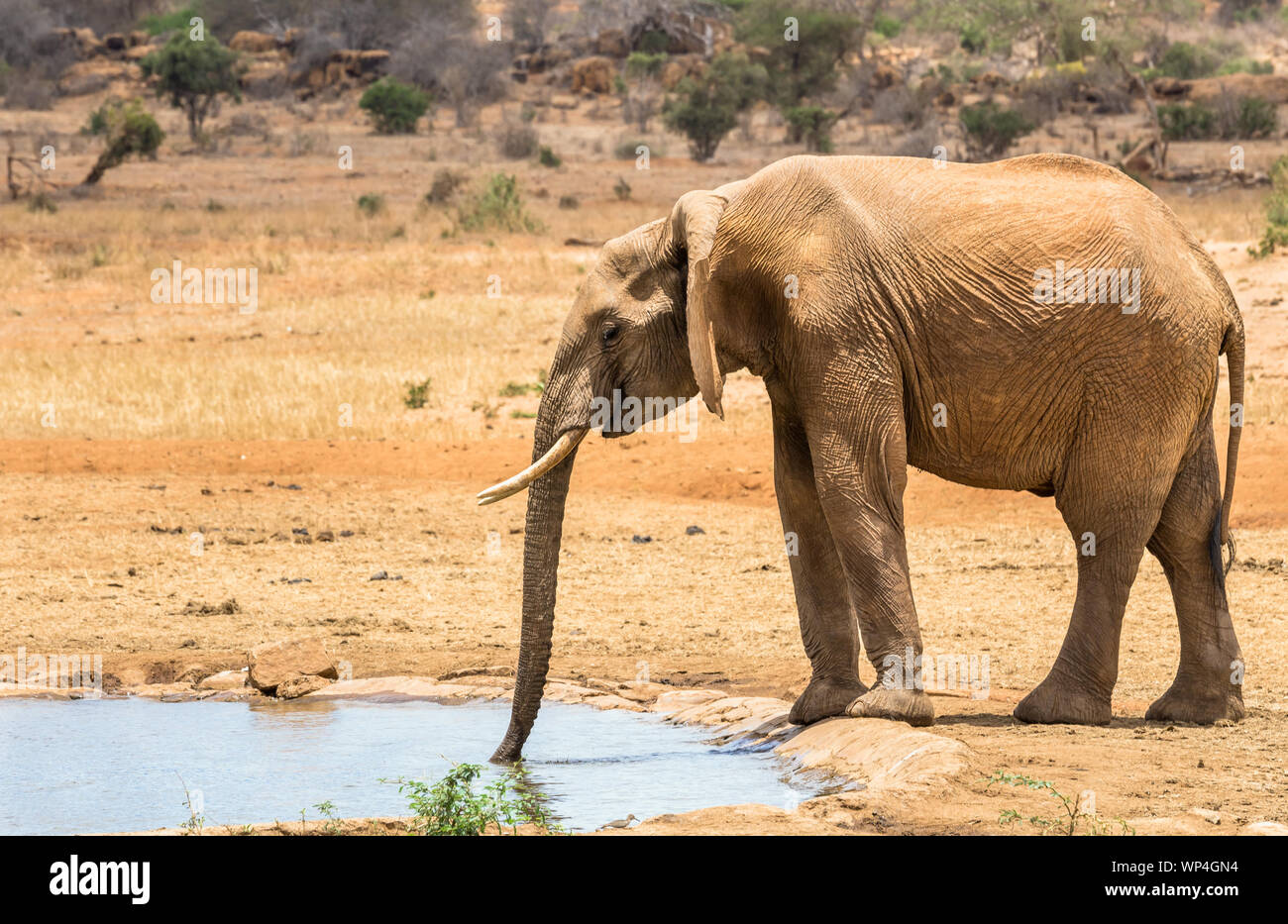 Nahaufnahme des afrikanischen Elefanten auf Savannah Plains in Tsavo East Park, Kenia Stockfoto