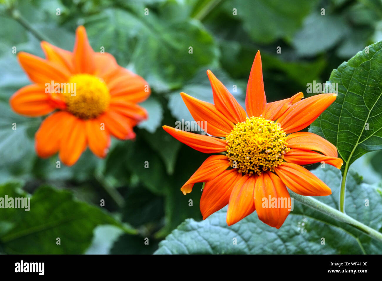 Mexikanische Sonnenblume Tithonia rotundifolia Fackel', orange Blume Stockfoto