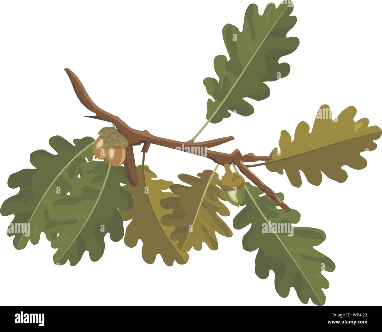 Oak Tree Branch mit Acorn und grüne Eichenlaub Vektorgrafiken isoliert auf Weiss. Art Dekoration der grünen Eiche Zweig und Acorn Stock Vektor