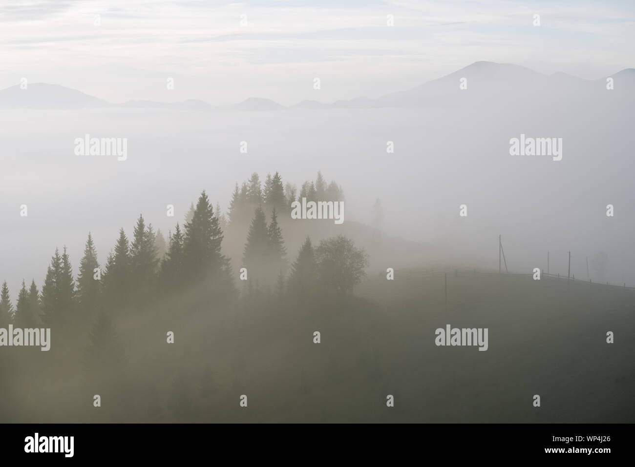 Herbst Landschaft. Nebel in den Bergen. Tanne Wald an den Hängen des Hügels Stockfoto
