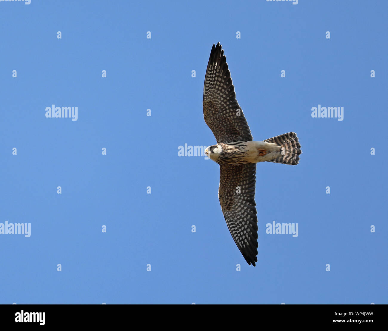 Rotfußfalke (Falco vespertinus), der unter blauem Himmel fliegt Stockfoto