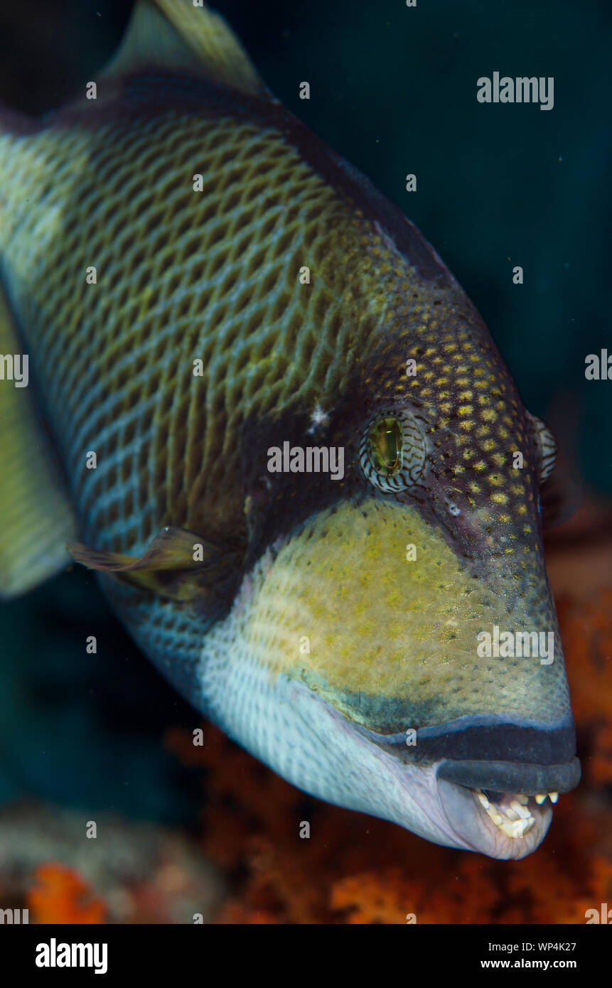 Titan Triggerfish, Balistoides viridescens, Too Many Fish Tauchplatz, Pulau Koon, Central Moluccas, Indonesien Stockfoto