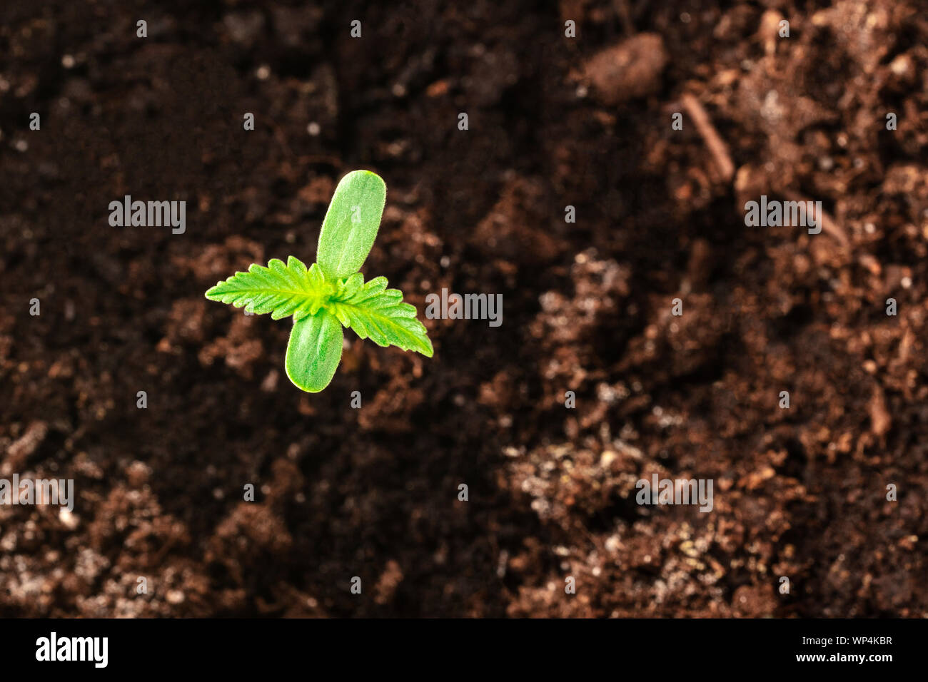Cannabis zu Hause. Junge Pflanze Hanf Sämling mit die erste echte und cotileydon Blätter, Schuß von der Oberseite mit Kopie Raum Stockfoto