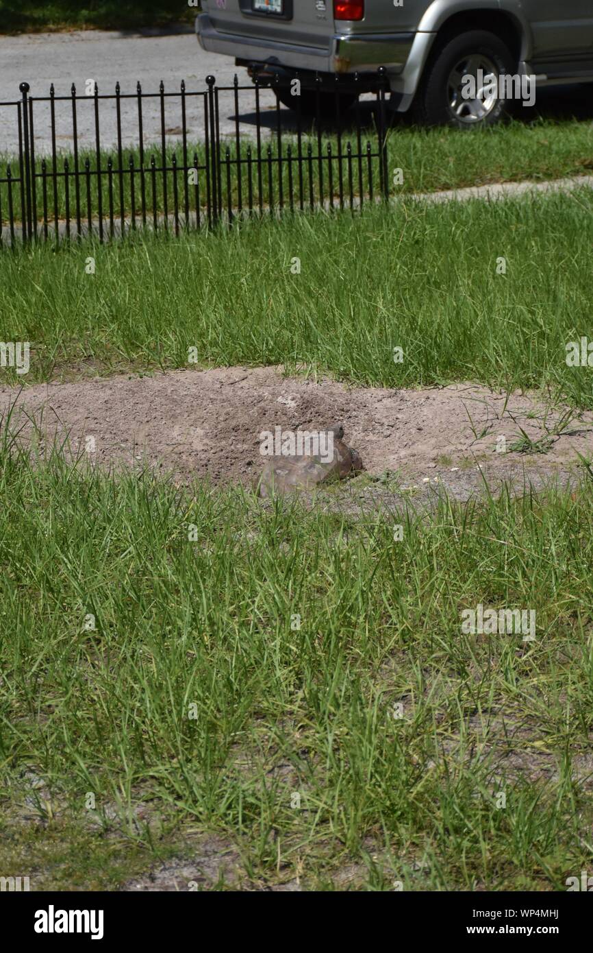 Diese Tierwelt Foto eines wilden Gopher Tortoise erfolgte, nachdem es in meinem Vorgarten in Kissimmee, Florida. Stockfoto