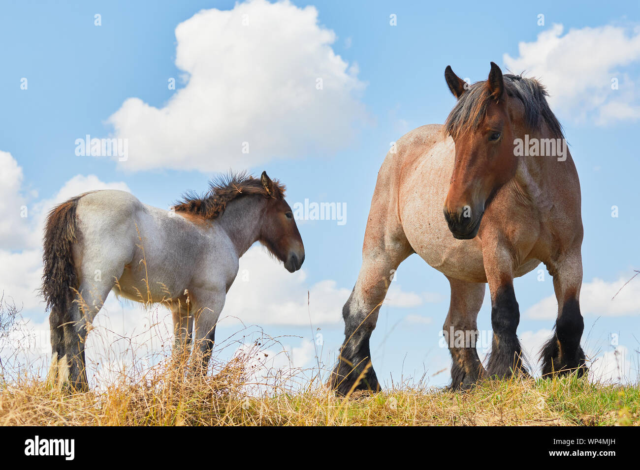 Stute und Fohlen vor blauem Himmel Stockfoto