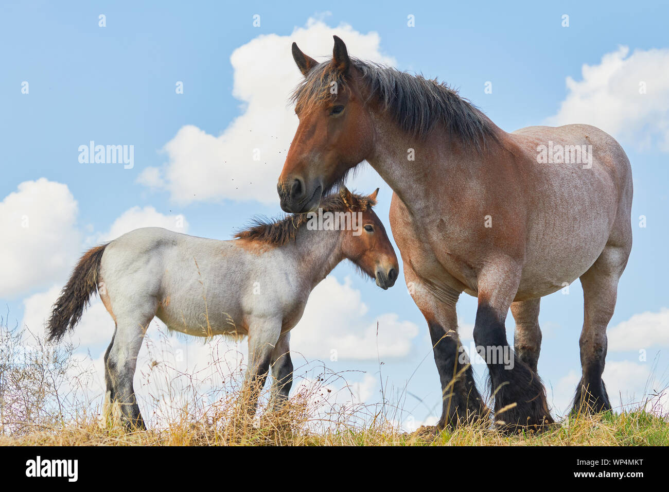 Stute und Fohlen vor blauem Himmel Stockfoto