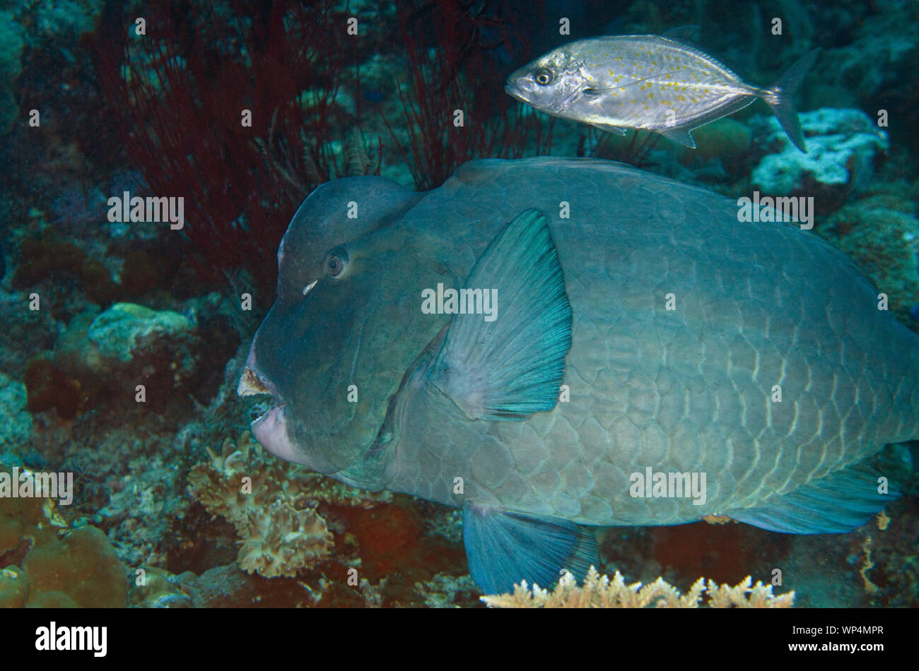 Bumphead Parrotfish, Bulbometopon muricatum, mit Hering SCAD, Alepes vari, Whale Rock Tauchplatz, Fiabacet Island, Misool, Raja Ampat, West Papua Stockfoto