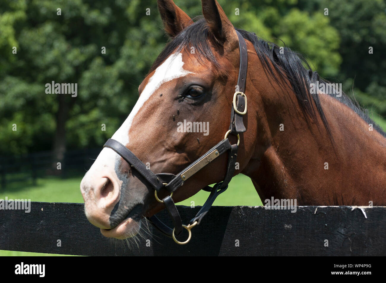 Thoroughbred Horse Portrait Stockfoto
