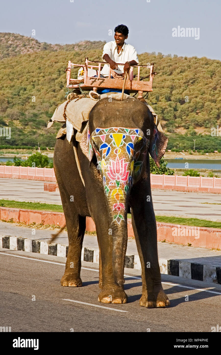 Rajasthan, Indien, September 02, 2019 Elefanten gehen Sie einfach die Straße runter in Rajasthan, Jaipur, Indien Stockfoto
